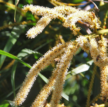 Süß, natürlich, besser: Kokosblütenzucker – die bewusste Alternative zu Industriezucker